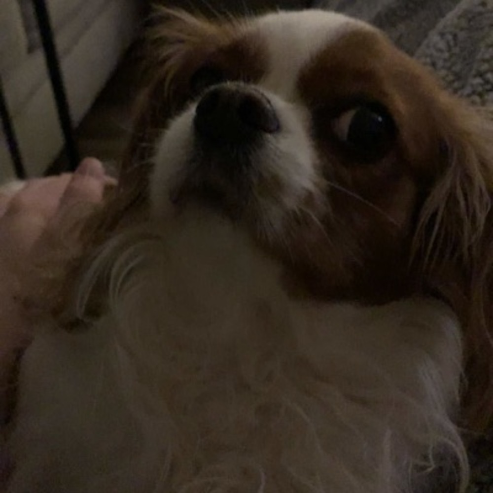 Meet your Posher, Chloe